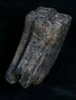 Pleistocene Aged Fossil Horse Tooth - Florida #6089-1